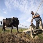 depopulare valea oanei